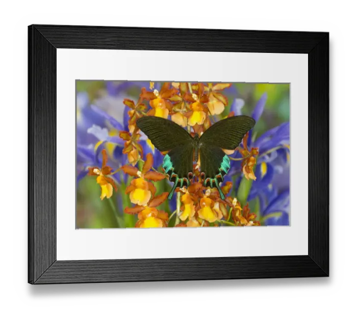 Framed Print : Luzon Peacock Swallowtail Butterfly from Philippines, Papilio hermeli Framed Print : Luzon Peacock Swallowtail Butterfly from Philippines, Papilio hermeli