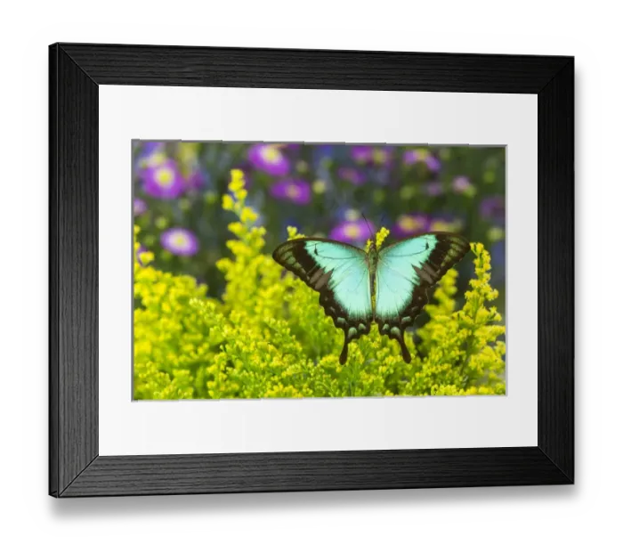 Framed Print : Sea Green Swallowtail Butterfly, Papilio lorquinianus Framed Print : Sea Green Swallowtail Butterfly, Papilio lorquinianus