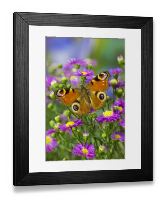 Framed Print : The European Peacock Butterfly, Inachis io Framed Print : The European Peacock Butterfly, Inachis io