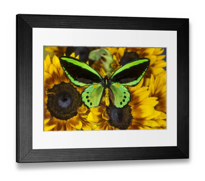 Framed Print : Common Green Birdwing or the Priams Birdwing, Male, Ornithoptera priamus priamus Framed Print : Common Green Birdwing or the Priams Birdwing, Male, Ornithoptera priamus priamus