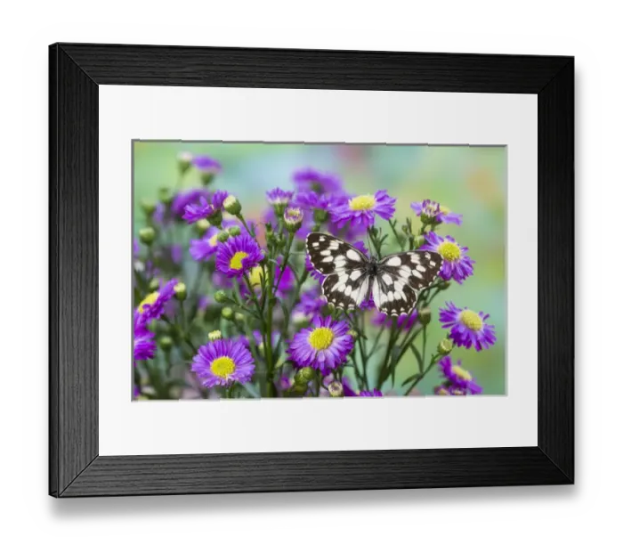 Framed Print : The marbled white butterfly, Melanargia galathea from Europe