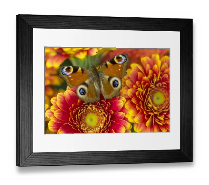 Framed Print : The European Peacock Butterfly, Inachis io Framed Print : The European Peacock Butterfly, Inachis io