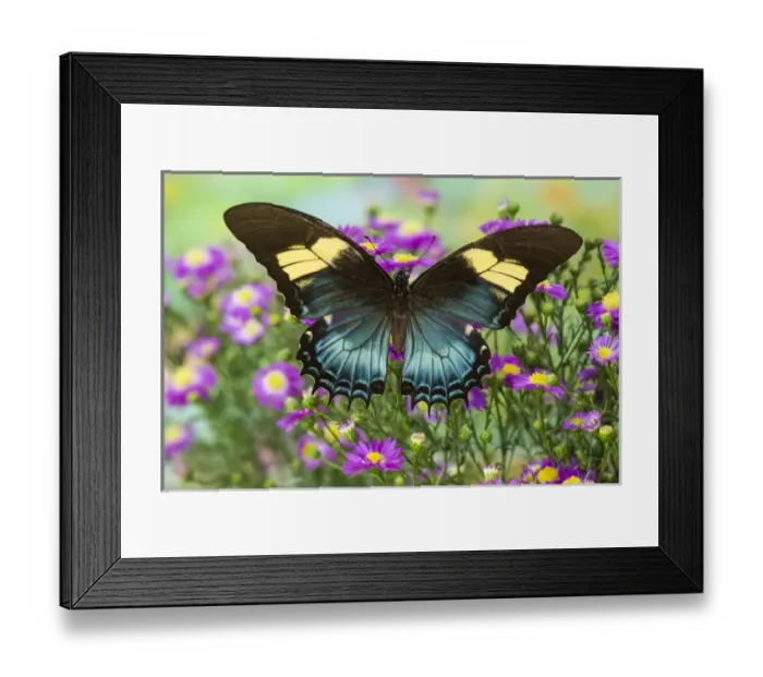 Framed Print : The Androgeus Swallowtail, Queen Page or Queen Swallowtail Butterfly, Papilio Androgeus Framed Print : The Androgeus Swallowtail, Queen Page or Queen Swallowtail Butterfly, Papilio Androgeus