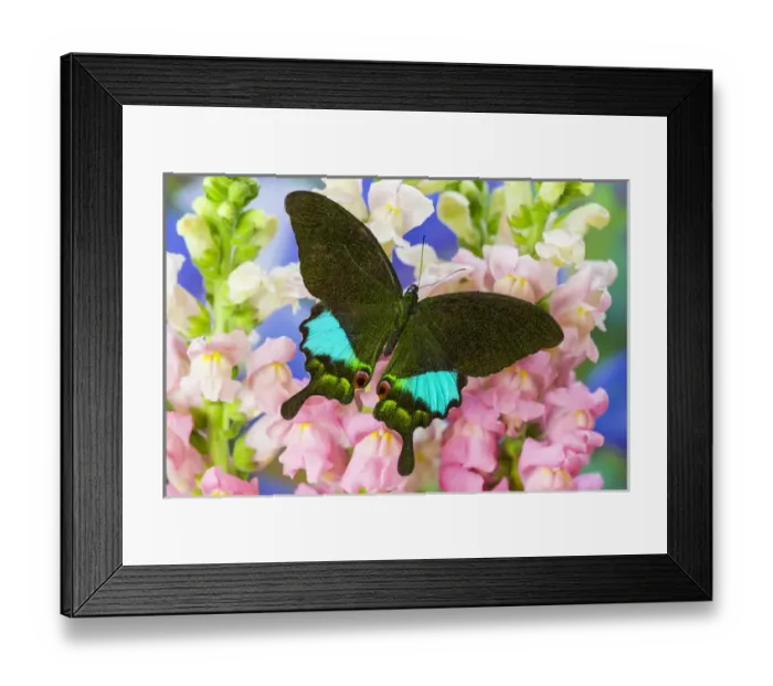 Framed Print : The Peacock Swallowtail Butterfly, Papilio Karna Iruane Framed Print : The Peacock Swallowtail Butterfly, Papilio Karna Iruane