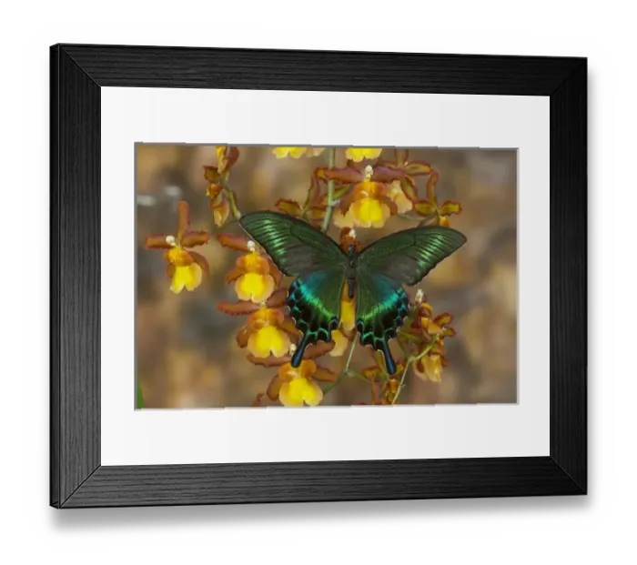 Framed Print : The Common Peacock Swallowtail Butterfly, Papilio bianor Framed Print : The Common Peacock Swallowtail Butterfly, Papilio bianor