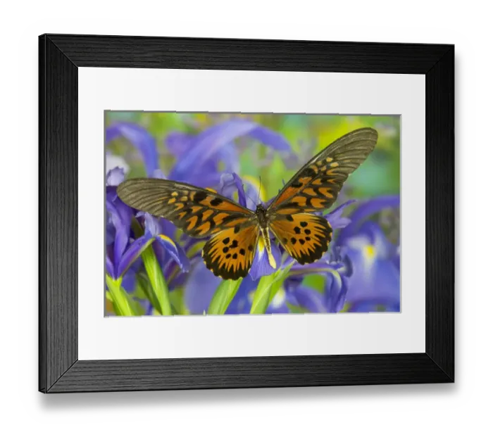Framed Print : The Giant African Swallowtail Butterfly, Papilio antimachus