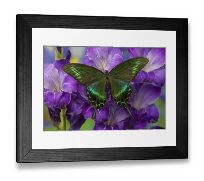 Framed Print : The Common Peacock Swallowtail Butterfly, Papilio bianor