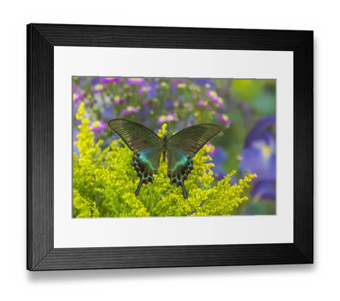 Framed Print : The Common Peacock Swallowtail Butterfly, Papilio bianor Framed Print : The Common Peacock Swallowtail Butterfly, Papilio bianor
