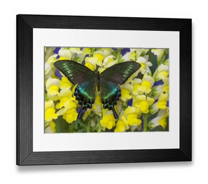 Framed Print : The Common Peacock Swallowtail Butterfly, Papilio bianor Framed Print : The Common Peacock Swallowtail Butterfly, Papilio bianor