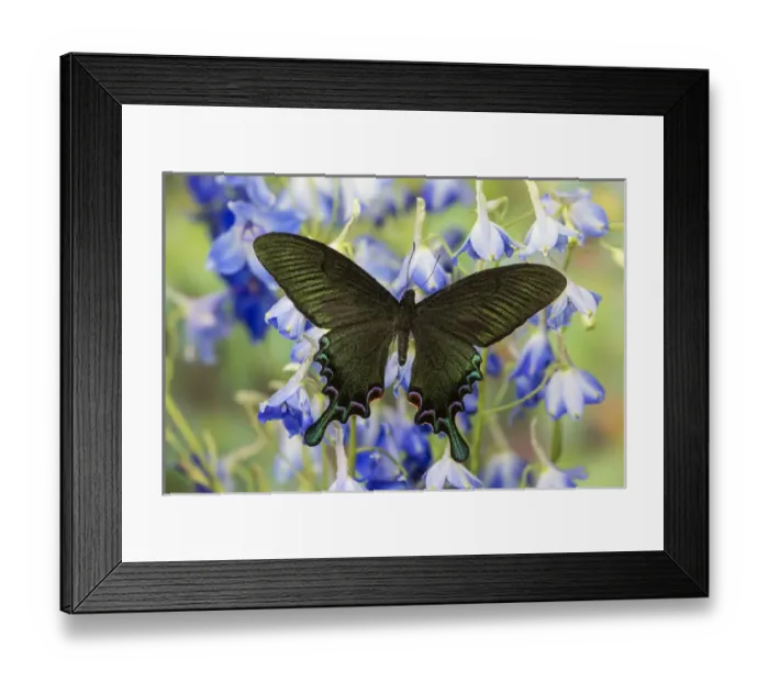 Framed Print : Asian Swallowtail Butterfly, Papilio syfanius Framed Print : Asian Swallowtail Butterfly, Papilio syfanius