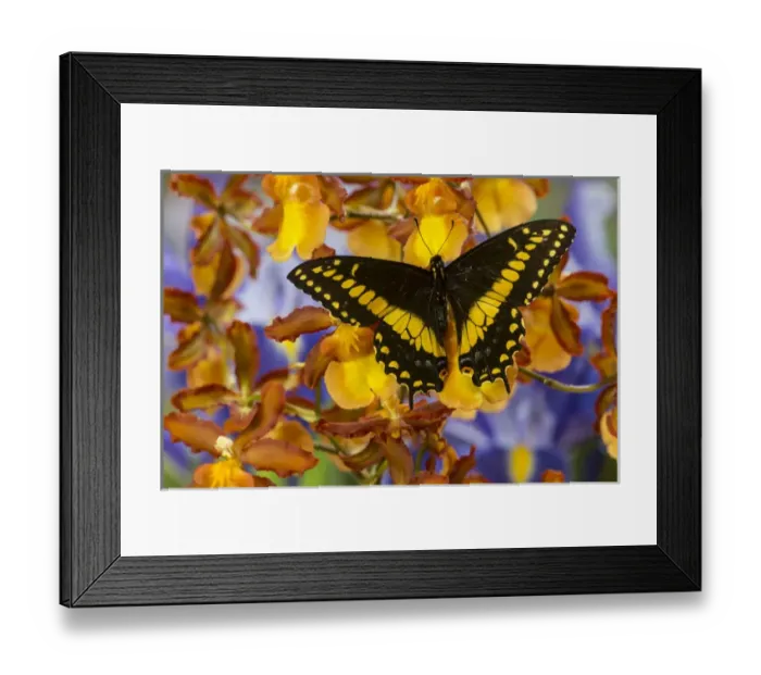 Framed Print : Black Swallowtail Male from Costa Rica, Papilio polyxenes
