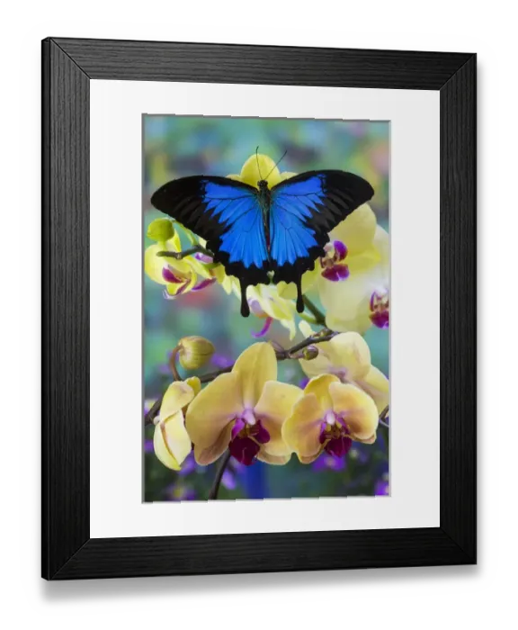 Framed Print : Mountain Blue Swallowtail of Australia, Papilio ulysses Framed Print : Mountain Blue Swallowtail of Australia, Papilio ulysses