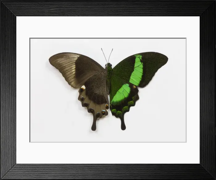Framed Print : Emerald Swallowtail Butterfly Comparing the top and bottom wing, Papilio palinurus