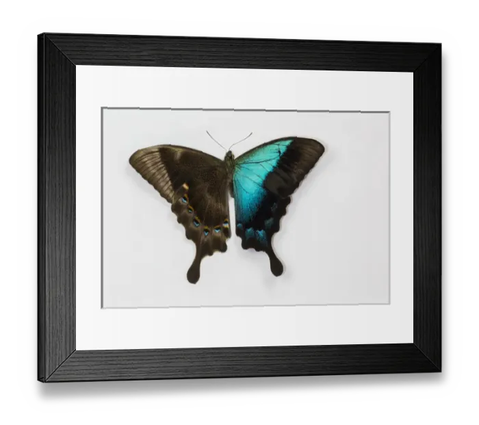Framed Print : Papilio pericles iridescence blue swallowtail butterfly