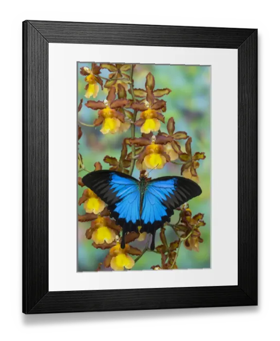 Framed Print : Mountain Blue Swallowtail of Australia, Papilio ulysses