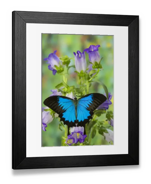 Framed Print : Mountain Blue Swallowtail of Australia, Papilio ulysses Framed Print : Mountain Blue Swallowtail of Australia, Papilio ulysses