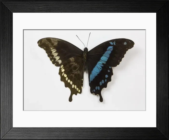 Framed Print : African Swallowtail Butterfly Papilio homimani from Africa showing the top and bottom