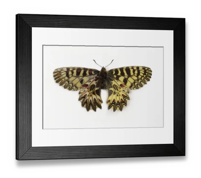 Framed Print : Southern Festoon Butterfly comparing wing top and bottom Framed Print : Southern Festoon Butterfly comparing wing top and bottom