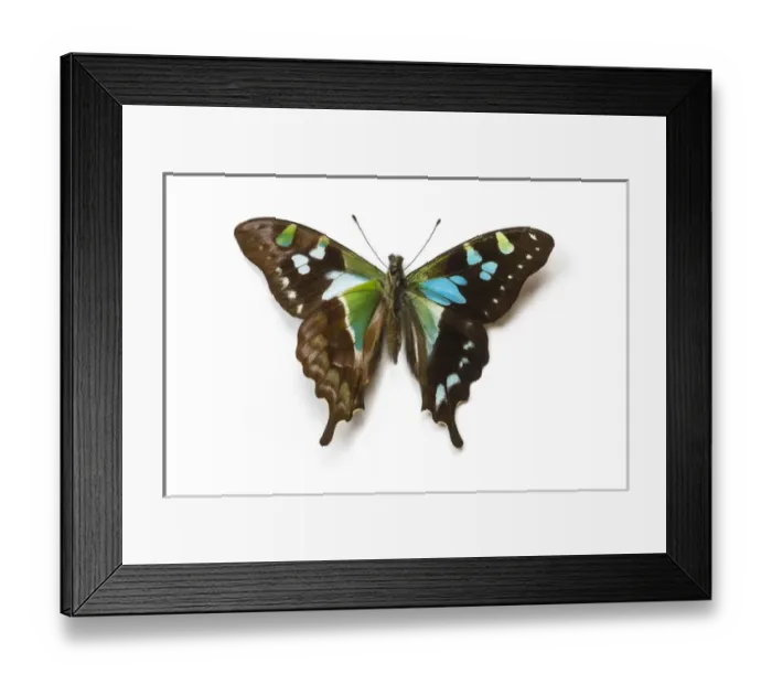 Framed Print : Graphium stresemanni swallowtail butterfly, comparing the top and bottom wings Framed Print : Graphium stresemanni swallowtail butterfly, comparing the top and bottom wings