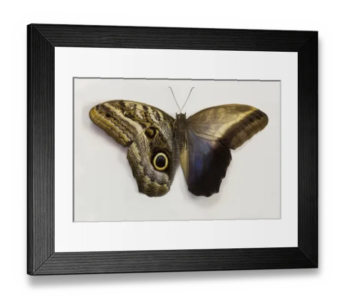 Framed Print : The Giant Owl Butterfly, Caligo Memnon comparing the top and bottome wings Framed Print : The Giant Owl Butterfly, Caligo Memnon comparing the top and bottome wings