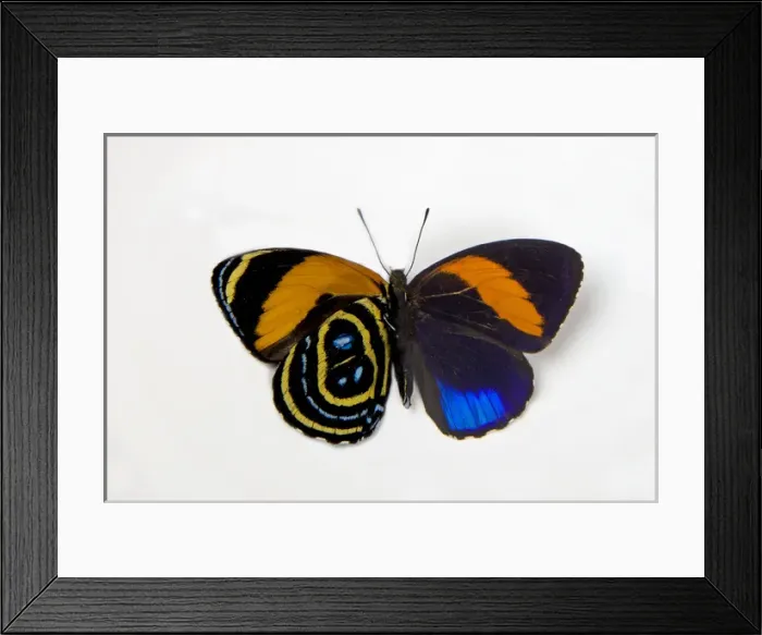 Framed Print : Superb Numberwing Butterfly, Callicore pastazza comparison of the underside and topside