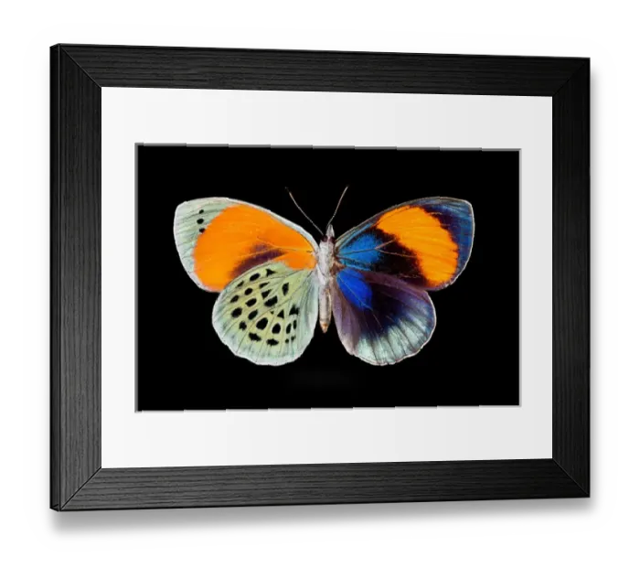 Framed Print : Tropical Butterfly Callithea sapphira, female wing comparison top and bottom Framed Print : Tropical Butterfly Callithea sapphira, female wing comparison top and bottom