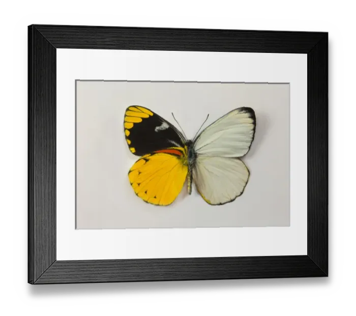 Framed Print : The Splendid Butterfly, Delias splendida comparing the White Topside and colorful Framed Print : The Splendid Butterfly, Delias splendida comparing the White Topside and colorful