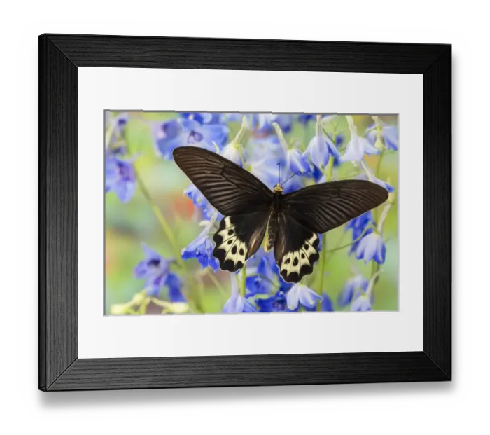 Framed Print : Priapus Batwing Swallowtail Butterfly from S. E. Asia, Atrophaneura priapus priapus Framed Print : Priapus Batwing Swallowtail Butterfly from S. E. Asia, Atrophaneura priapus priapus