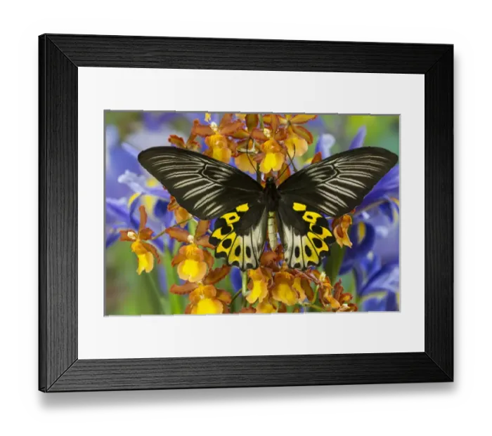 Framed Print : Rippons Birdwing Butterfly, Female, Troides hypolitus Framed Print : Rippons Birdwing Butterfly, Female, Troides hypolitus