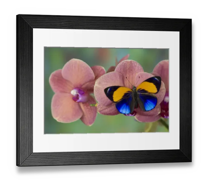 Framed Print : Brush-footed Butterfly, Callithea davisi on orchid Framed Print : Brush-footed Butterfly, Callithea davisi on orchid