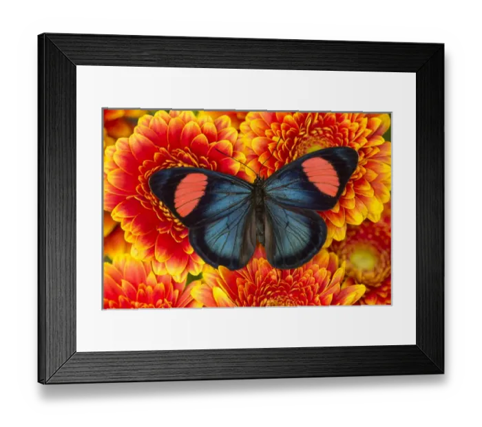 Framed Print : Painted Beauty Butterfly from the Amazon Region, Batesia hypochlora