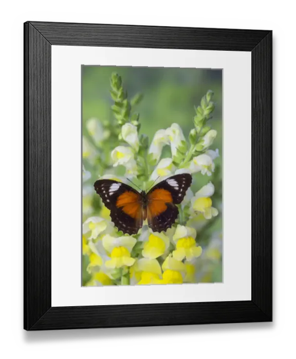 Framed Print : Leopard Lacewing Butterfly, Cethosia cyane Framed Print : Leopard Lacewing Butterfly, Cethosia cyane
