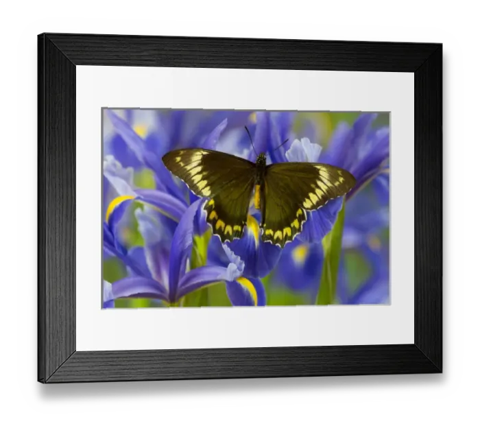 Framed Print : Madyes Swallowtail Butterfly, Battus madyes buechi wings open Framed Print : Madyes Swallowtail Butterfly, Battus madyes buechi wings open