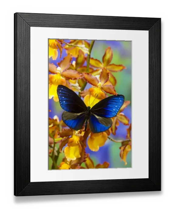 Framed Print : Blue Crow Butterfly, Euphoea mulciber subvisaya Framed Print : Blue Crow Butterfly, Euphoea mulciber subvisaya