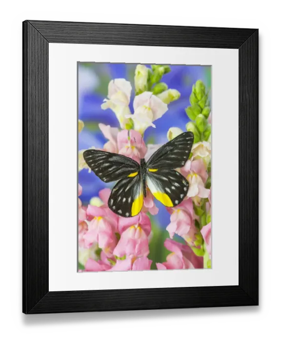 Framed Print : Jezebels Butterfly, Delias sp in the Pieridae family Framed Print : Jezebels Butterfly, Delias sp in the Pieridae family