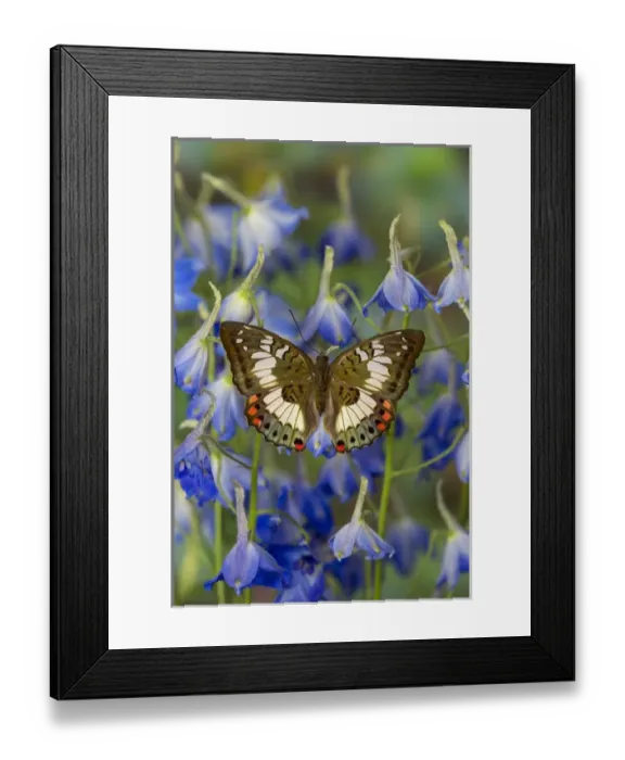 Framed Print : Butterfly female Euthalia adonia adonia in the Nymphalidae family