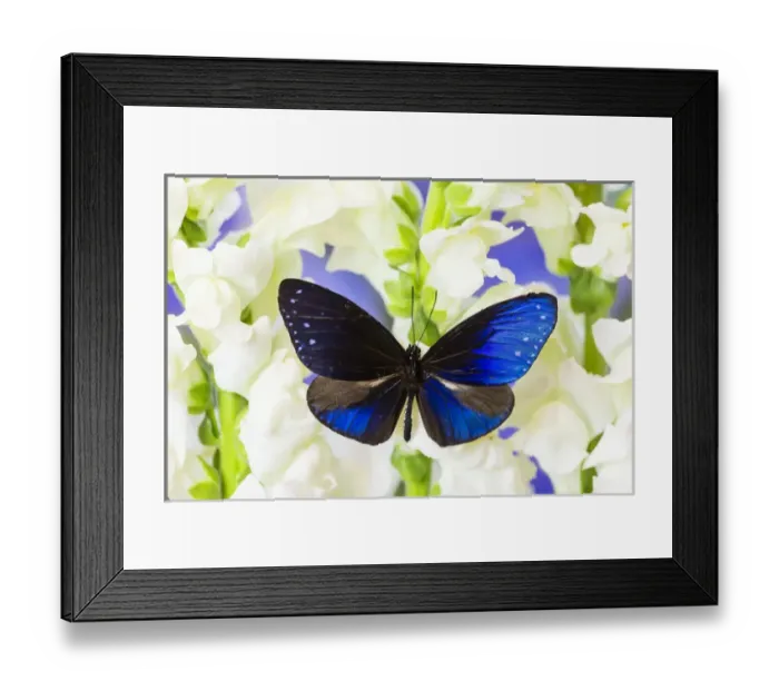 Framed Print : Blue Crow Butterfly, Euphoea mulciber subvisaya Framed Print : Blue Crow Butterfly, Euphoea mulciber subvisaya