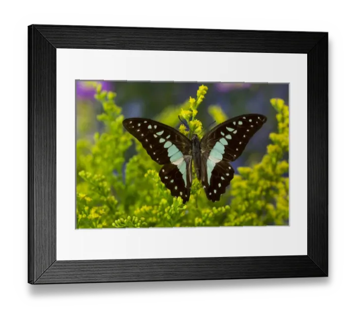 Framed Print : The Lesser Jay Butterfly, Graphium evemon orthia Framed Print : The Lesser Jay Butterfly, Graphium evemon orthia