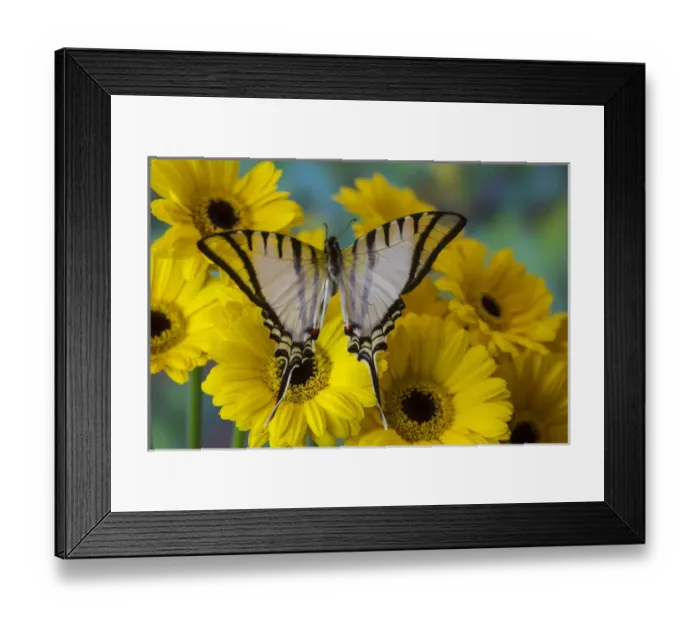 Framed Print : Zebra Swallowtail Butterfly, Eurytides agesilaus autosilaus Framed Print : Zebra Swallowtail Butterfly, Eurytides agesilaus autosilaus