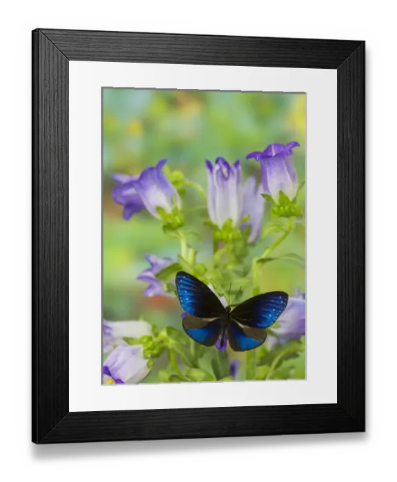 Framed Print : Blue Crow Butterfly, Euphoea mulciber subvisaya Framed Print : Blue Crow Butterfly, Euphoea mulciber subvisaya