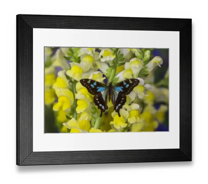 Framed Print : Butterfly Graphium Stresemanni Framed Print : Butterfly Graphium Stresemanni