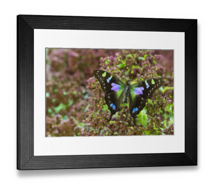 Framed Print : Purple spotted Swallowtail butterfly, Graphium weiski