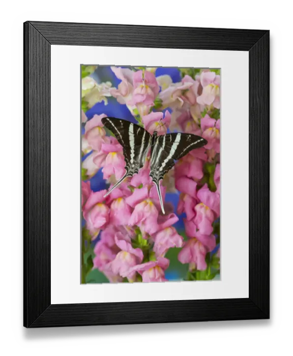 Framed Print : Rhesus Swallowtail Butterfly, Graphium rhesus Framed Print : Rhesus Swallowtail Butterfly, Graphium rhesus