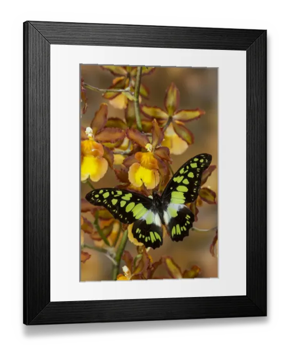 Framed Print : The Electric Green Swallowtail Butterfly, Graphium tyndereus Framed Print : The Electric Green Swallowtail Butterfly, Graphium tyndereus