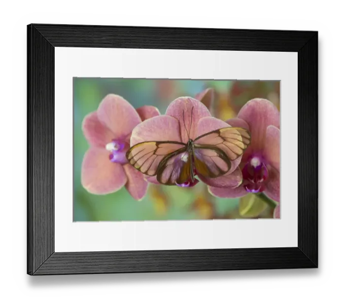 Framed Print : Glasswing Butterfly, Godyris duilia