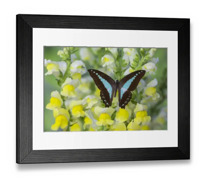 Framed Print : Blue Triangle Butterfly, Graphium sarpedon