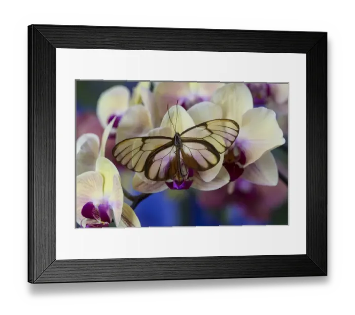 Framed Print : Glasswing Butterfly, Godyris duilia Framed Print : Glasswing Butterfly, Godyris duilia