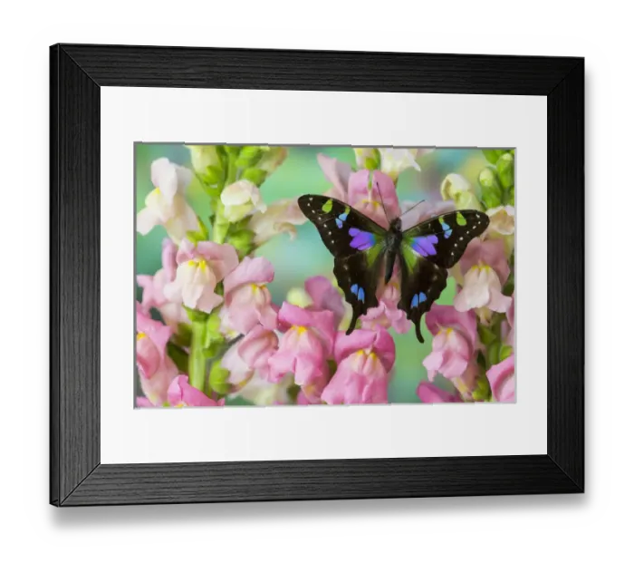 Framed Print : Purple spotted Swallowtail butterfly, Graphium weiski Framed Print : Purple spotted Swallowtail butterfly, Graphium weiski