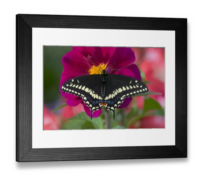 Framed Print : Black Swallowtail Butterfly, Papilio polyxenes Framed Print : Black Swallowtail Butterfly, Papilio polyxenes