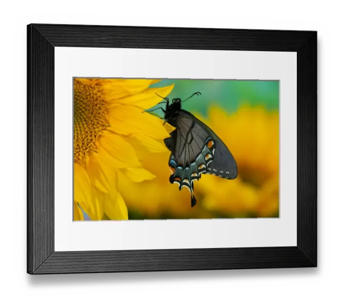 Framed Print : Black form of Eastern Tiger Swallowtail Butterfly, Papilio glaucus Framed Print : Black form of Eastern Tiger Swallowtail Butterfly, Papilio glaucus